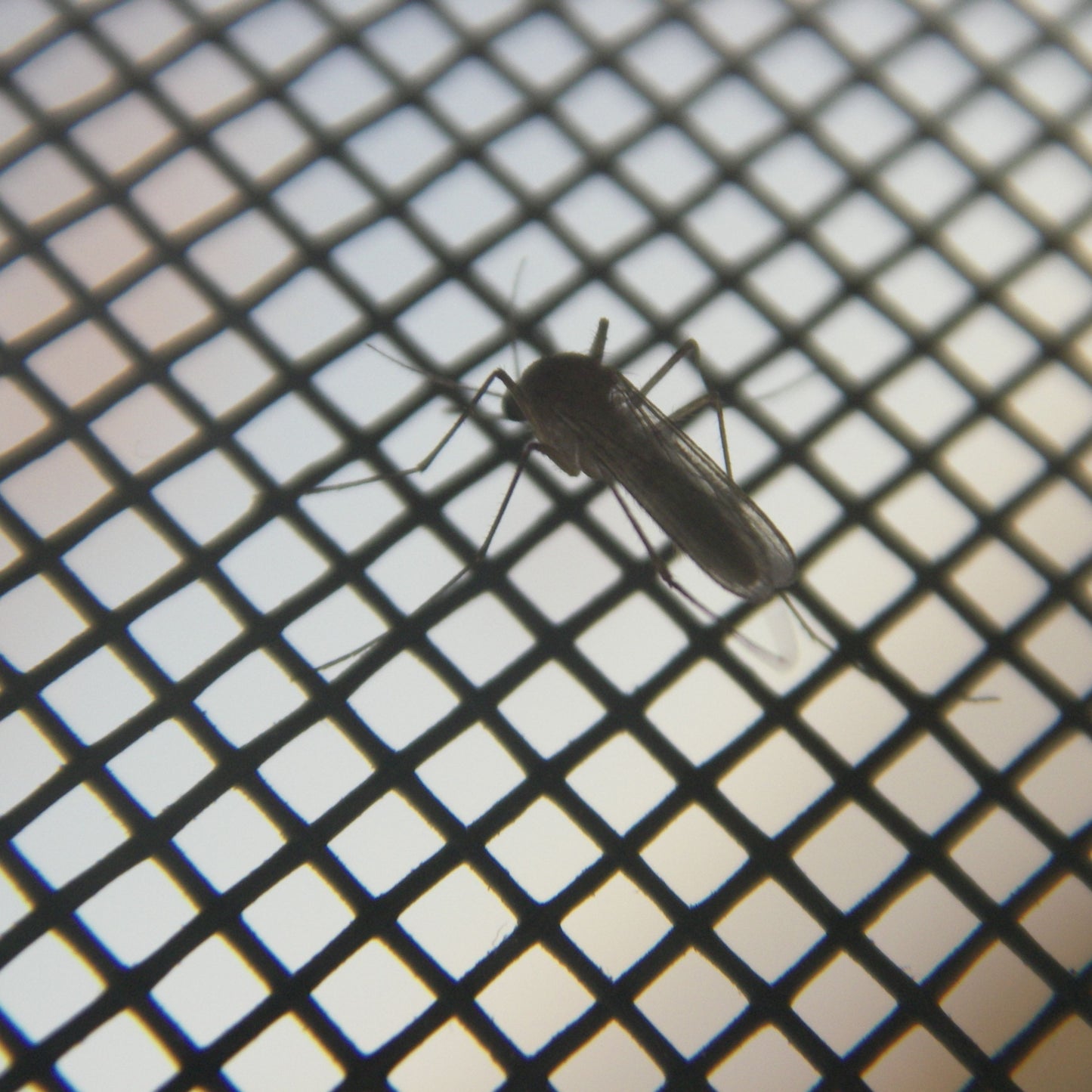 Magnetisk myggenet mod insekter